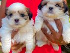 Shih tzu puppies