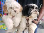 Shih Tzu Puppies