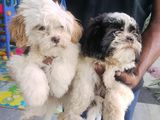 Shih Tzu Puppies