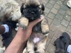 Shih Tzu Puppies