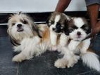 Shihtzu Puppies for Kind Home