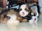 Shih-Tzu Puppies