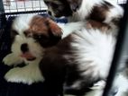 Shih Tzu Puppies