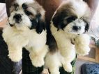 Shih tzu puppies