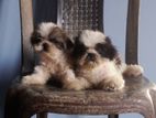 Shih tzu Puppies