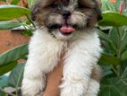 Shih Tzu Puppies