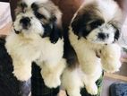 Shih tzu puppies