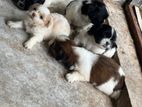 Shih Tzu Puppies