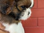 Shih Tzu Puppies