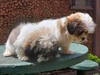 Shihtzu Puppies