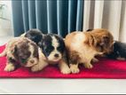 Shih Tzu Puppies