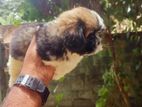 Shih Tzu Puppies