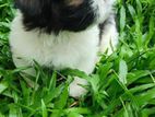 Shih Tzu Puppies