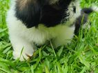 Shihtzu Puppies