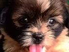 Shih Tzu Puppies