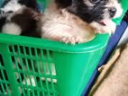 Shih Tzu Puppies