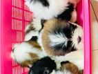 Shih tzu Puppies