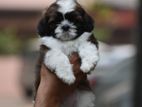 Shih Tzu Puppies