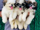 Shih Tzu Puppies