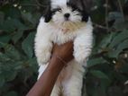Shih Tzu Puppies
