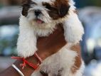 Shih Tzu Puppies