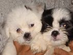 shih tzu Puppies For Sale in Gampaha