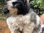 Shih Tzu Puppies