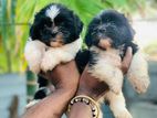 Shih Tzu Puppies