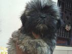 Shih Tzu Puppies