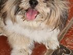 Shih Tzu Puppies