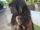 Shih Tzu Puppies