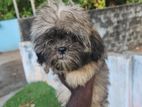 shih Tzu puppies