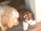 Shih Tzu puppies
