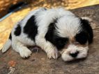 Shih Tzu puppies