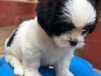 Shih Tzu Puppies