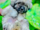Shih Tzu Puppies