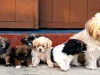 Shih Tzu Puppies