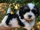 Shih Tzu Puppies