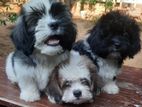 ShihTzu Puppies