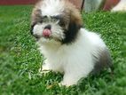 Shih Tzu Puppies