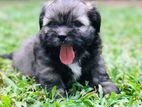 Shih Tzu Puppies