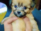 Shih Tzu Puppies