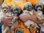 Shih Tzu Puppies