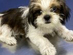 Shih Tzu Puppies