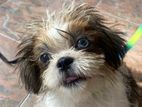 Shih Tzu Puppies