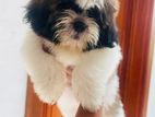 Shih Tzu Puppies
