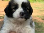 Shih Tzu Puppies