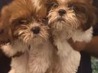 Shih tzu Puppies