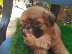 Shih Tzu Puppies