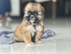 Shih Tzu Puppies